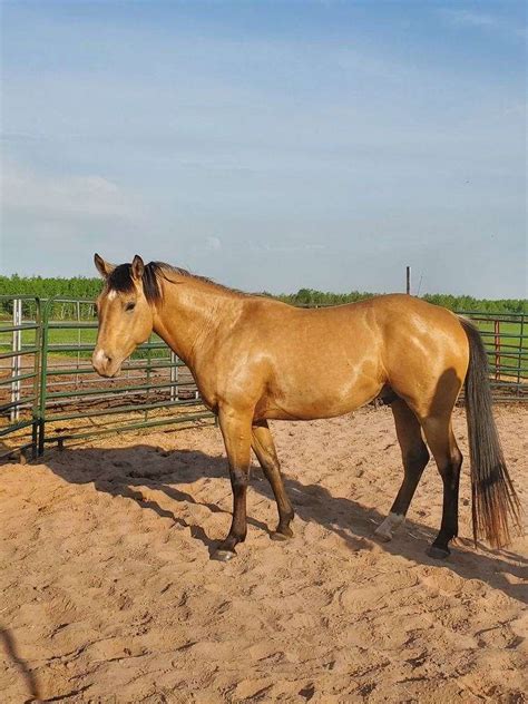 spark dun    aqha buckskin stallion standing  stud  duluth