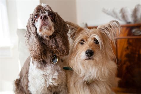 Images Of Domestic Animals