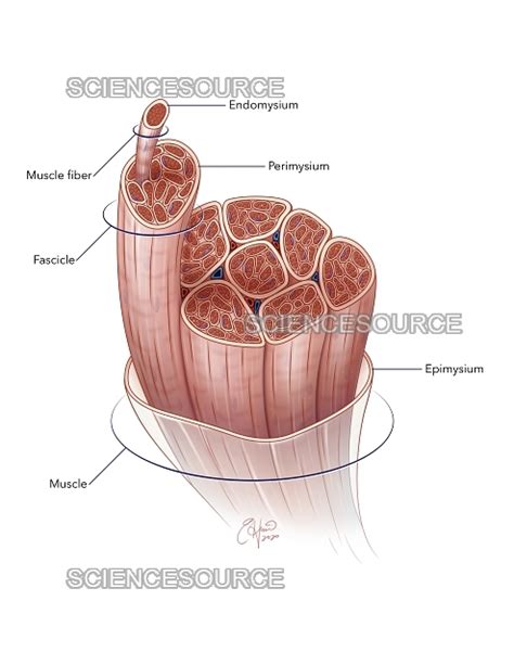 Skeletal Muscle, Labeled Illustration | Stock Image - Science Source Images