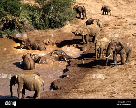 African elephant elephants Family group baby young Stock Photo - Alamy