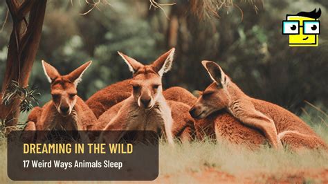 dreaming   wild  weird ways animals sleep