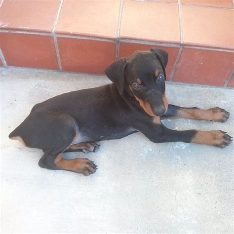 What a Cute Little Doberman Puppy - Ruffington Post