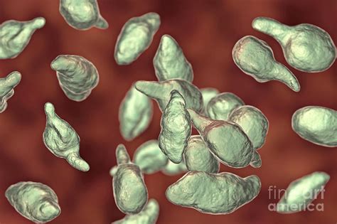 Mycoplasma Genitalium Bacteria Photograph by Kateryna Kon/science Photo ...