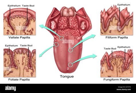 Fungiform papillae hi-res stock photography and images - Alamy