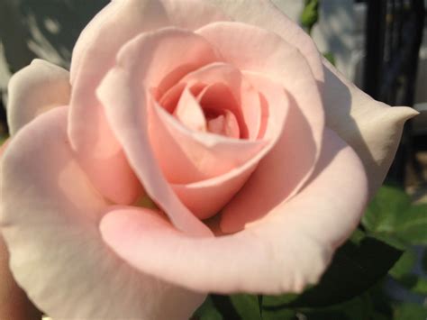 Pin by Mamy Sunny on Roses | Rose
