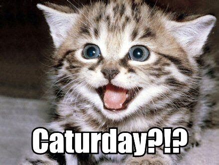Master Marf: Caturday: Caturday Novelty Voices