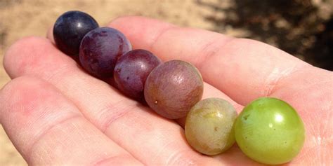 Tipo De Uvas Para Comer - Beneficios de comer uvas - Bodegas Comenge