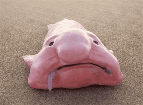 blobfish    worlds ugliest animal animals