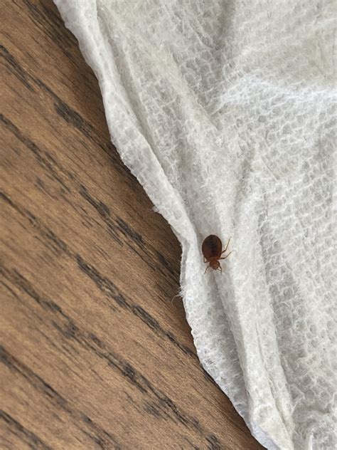 Bedbugs and microwave : Bedbugs