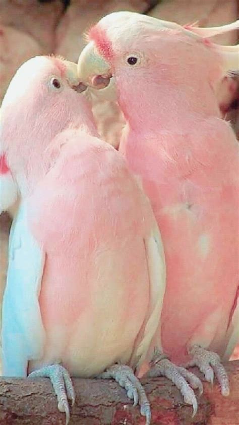 Discover 870 Cockatoos and Pink Cockatoo Ideas | australian birds ...