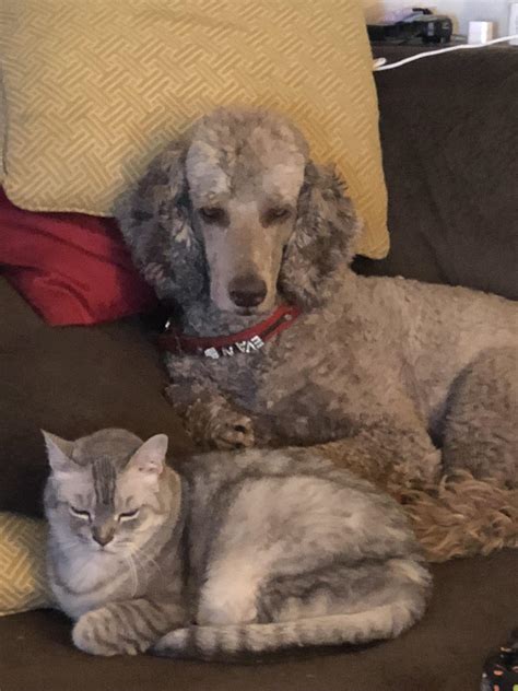 A dog and his cat : r/poodles