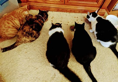 herd of cats called 3