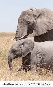 Female Elephant Her Calf Walk Through Stock Photo 2270859699 | Shutterstock