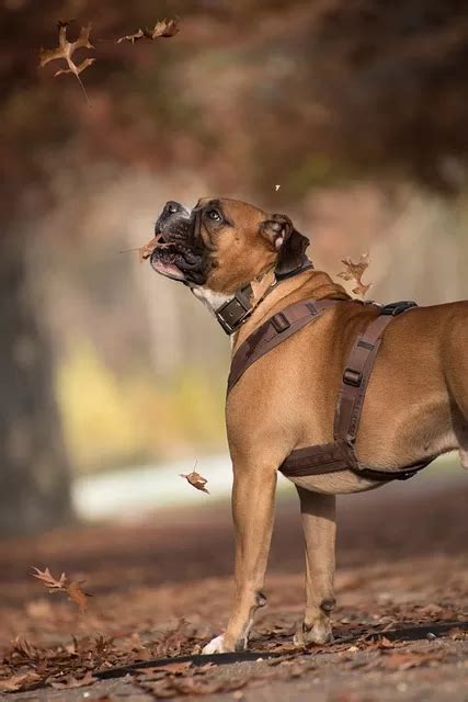 How to select the Best Boxer dog Harness - 5 Key sep% discoverboxerdogs.com