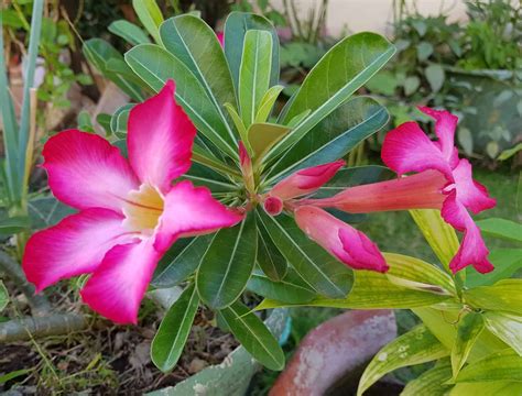 When Does a Desert Rose Bloom? A Complete Guide