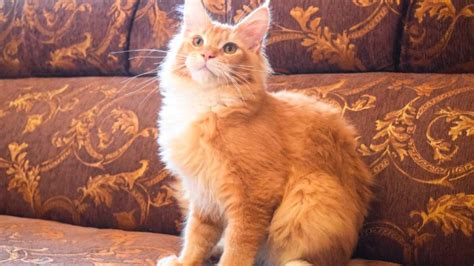 kind  cat  orange  fluffy  barbara haslam blog