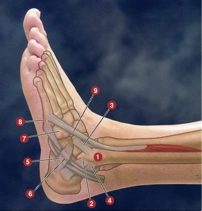 Discover Surprising Lateral Ankle Structures You Never Knew Existed