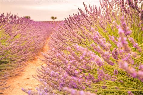 Lavender bushes closeup on evening light. Purple flowers of lavender