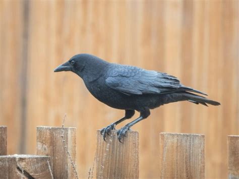 How Long Do Crows Live? - Discover Crow Lifespan by Species