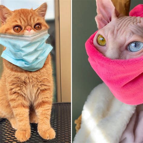 Teacup Persian Kittens Kim Kardashian