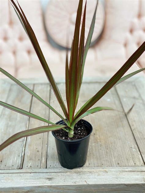 Red Edge Dracaena | The Watering Can Flower Market