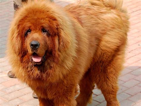 expensive   world worlds  expensive dog