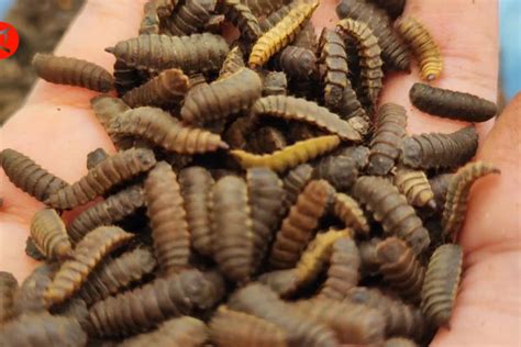 Budidaya maggot potensi menggiurkan untuk dikembangkan - ANTARA News