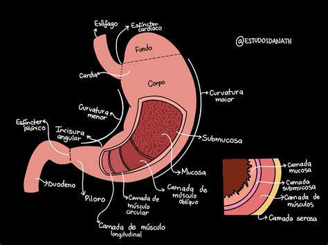 Onde Fica O Esofago E Estomago - Anatomia Do Esofago E Estomago - BINKEDU