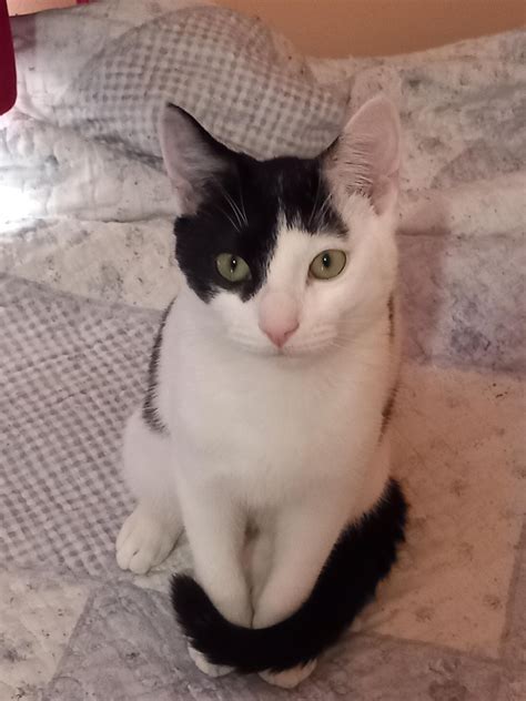 Black Domestic Shorthair