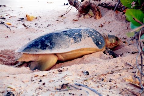 Flatback Sea Turtle – "OCEAN TREASURES" Memorial Library