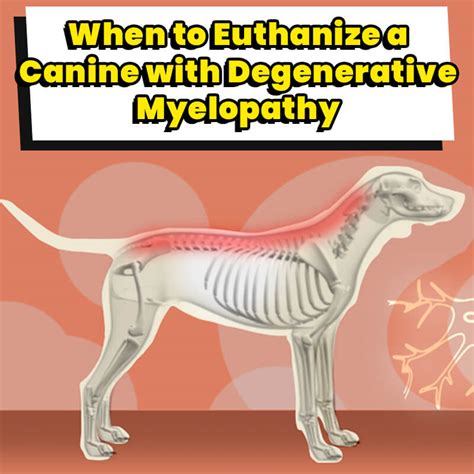 Can Degenerative Myelopathy Cured