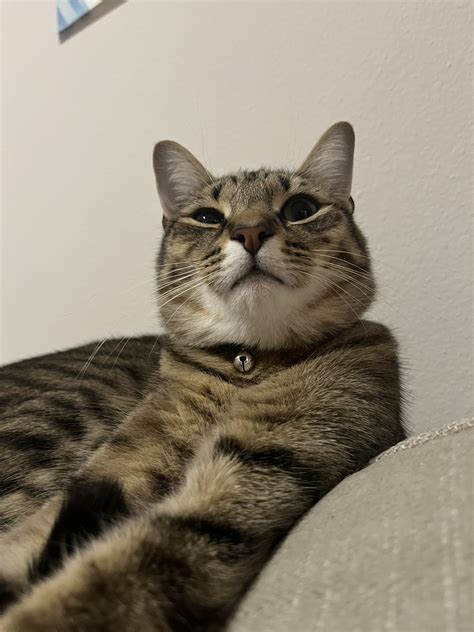 juju ♡ on Twitter: "everyone say hi to sato…. or else https://t.co