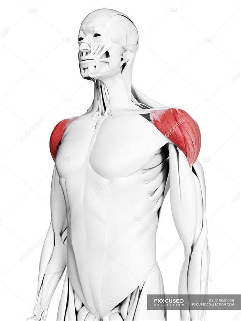 Male anatomy showing Deltoid muscle, computer illustration. — medical
