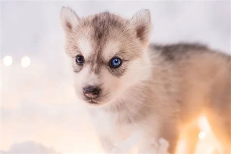 Cute Baby Arctic Wolf