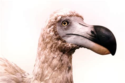 Colossal Biosciences Wants To Bring Back the Dodo From Extinction ...