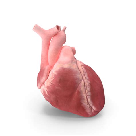 primary function   sinoatrial sa node   human