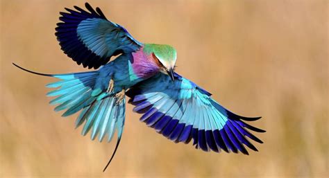 Africa Bird Safari to Malawi – Travis Audubon