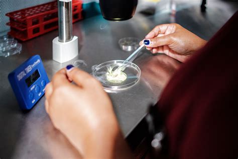 global ivf market takes  bloomberg
