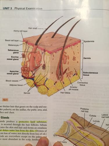 Skin, hair, and nails : structure and function Flashcards | Quizlet