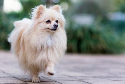 cream pomeranian