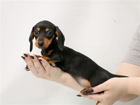 A Dog (puppy) Of The Dachshund Breed, Black And Tan On Isolated On ...