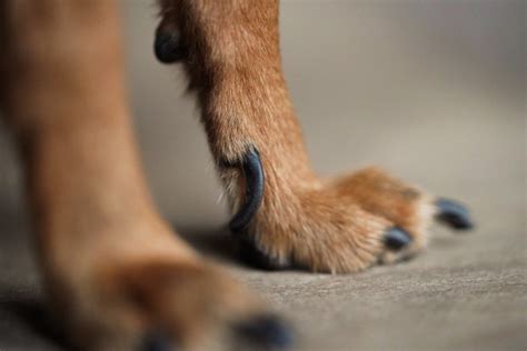 Dog Split Nail: First Aid and 9 Causes - Dr. Buzby's ToeGrips for Dogs