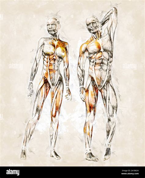 Human body muscles pencil drawing hi-res stock photography and images ...