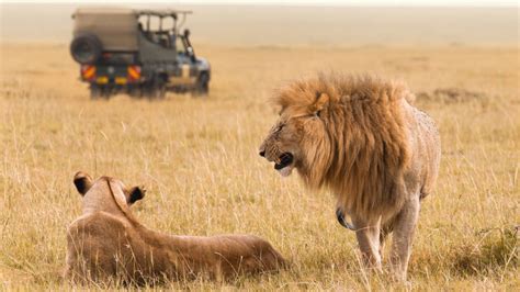 gujarat    upcoming lion leopard safari park  revolutionise