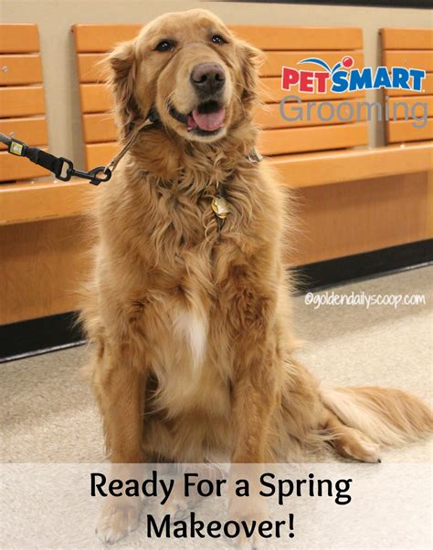 You won't believe how affordable dog shots petsmart services can be 4