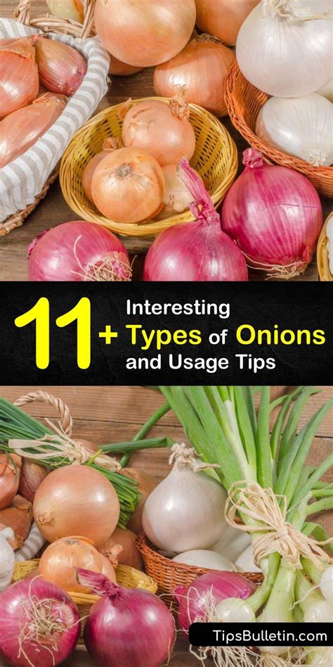 interesting types  onions  usage tips types  onions onion