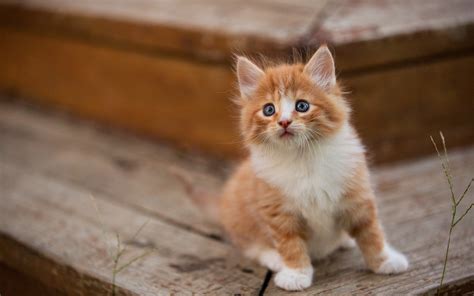 2560x1600 Cute Kitten 2560x1600 Resolution HD 4k Wallpapers, Images, Backgrounds, Photos and ...