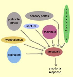 THE BRAIN FROM TOP TO BOTTOM