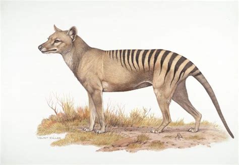 beutelwolf dodo oder java tiger ausgerottete arten und ihre