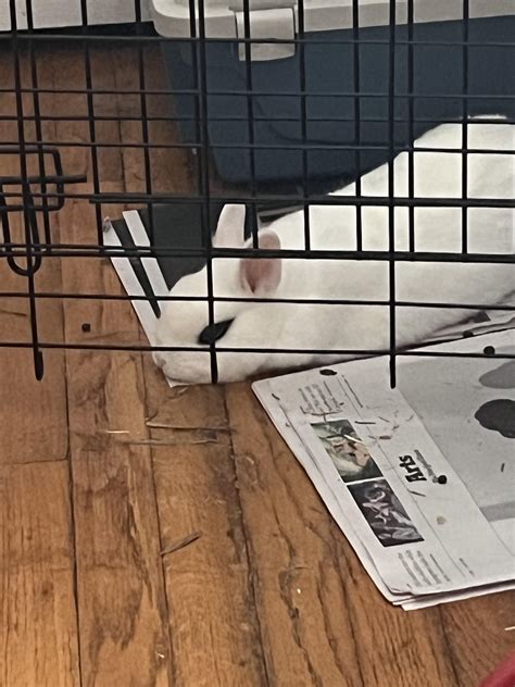 Discover more like Rabbits: Why do my rabbits jump when I walk in the